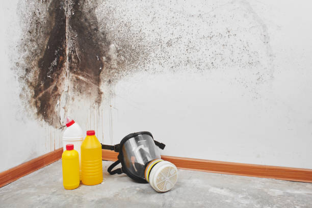 Best Post-Flood Mold Remediation in Coldstream, OH