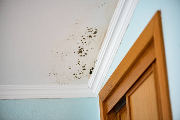 Best HVAC Mold Remediation in Coldstream, OH