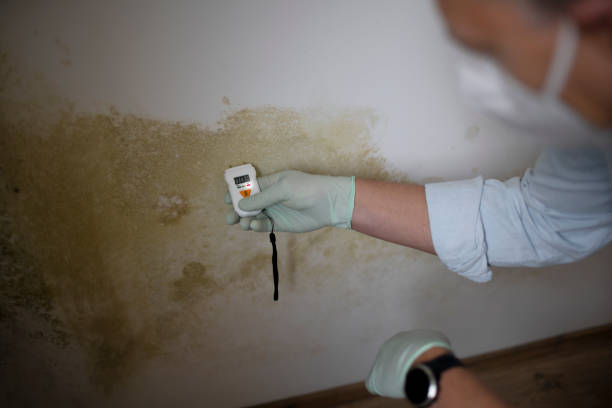 Best Localized Mold Remediation (e.g., coastal areas, humid climates) in Coldstream, OH