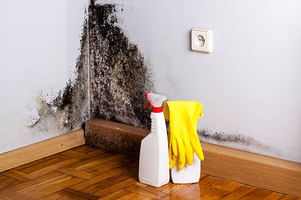 Best Attic Mold Remediation in Coldstream, OH
