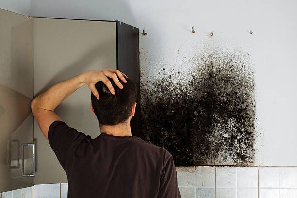 Professional Mold Remediation in Coldstream, OH